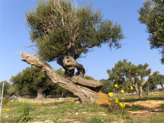 Olive groves of Lun
