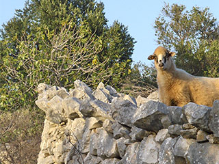 Olive groves of Lun