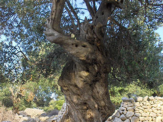 Olive groves of Lun
