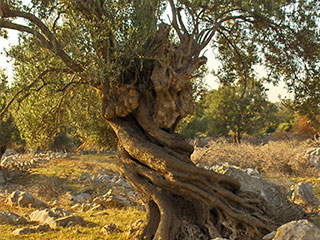 Olive groves of Lun