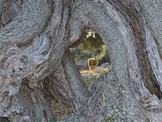 Olive groves of Lun