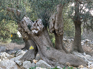 Olive groves of Lun