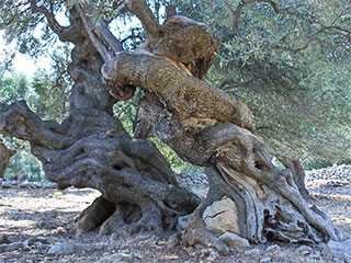 Olive groves of Lun