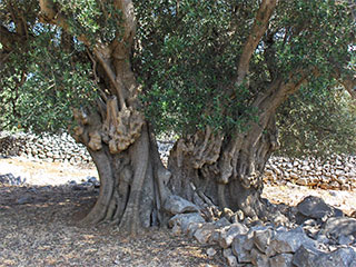 Olive groves of Lun