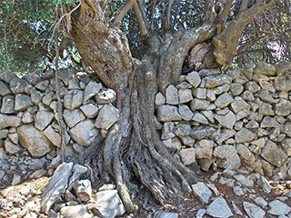 Olive groves of Lun