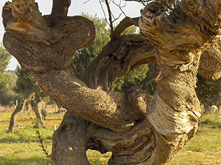 Olive groves of Lun