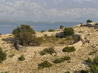 Olive groves of Lun