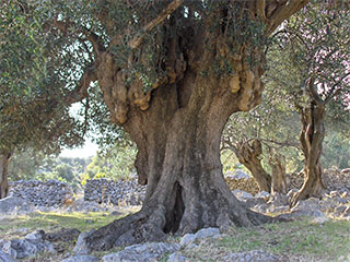 Olive groves of Lun