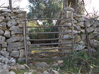 Olive groves of Lun