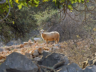 Olive groves of Lun