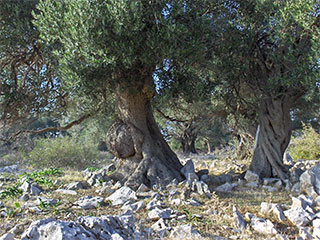 Olive groves of Lun