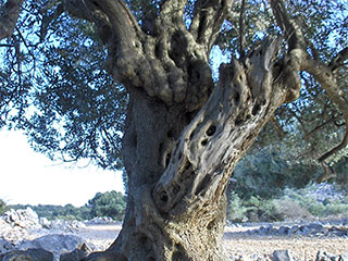 Olive groves of Lun
